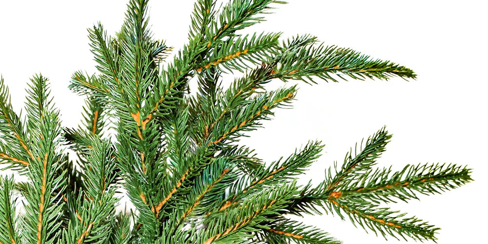 Twinkle Black Hills Spruce tip realism icon